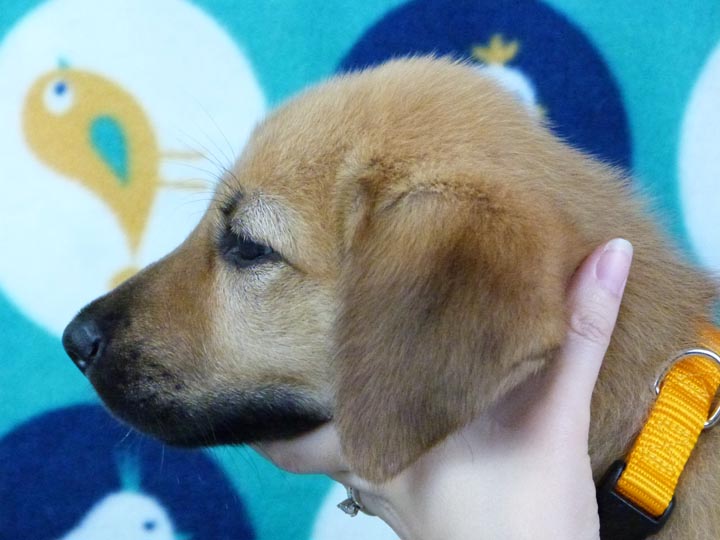 chinook puppy